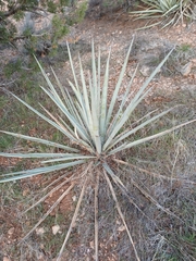 Yucca baccata