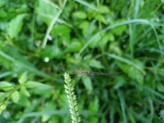 Tetragnatha