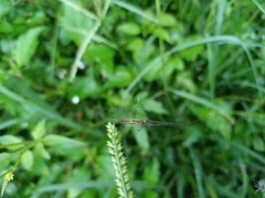 Tetragnatha