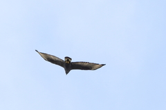 Buteo albonotatus