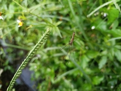 Tetragnatha