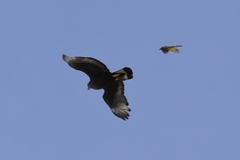 Buteo albonotatus