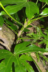 Fatsia japonica