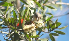 Lichmera indistincta ocularis