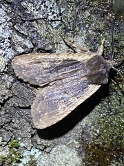 Lithophane hemina