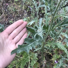 Cirsium cymosum
