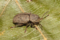 Coleoptera