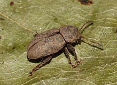 Coleoptera