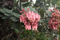 Macleania loeseneriana