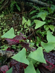 Lygodium microphyllum