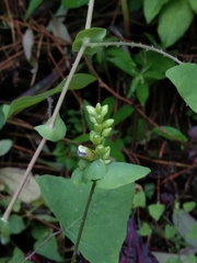 Lygodium microphyllum