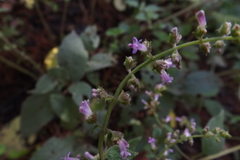 Cantinoa mutabilis, photograph Dayan Romero, CC BY, iNaturalist via GBIF