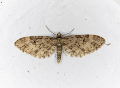 Eupithecia annulata