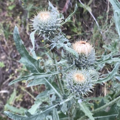 Cirsium cymosum
