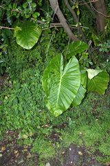 Alocasia brisbanensis