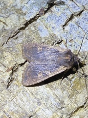 Lithophane hemina