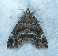 Cutina arcuata