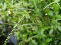 Tetragnatha