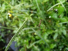 Tetragnatha