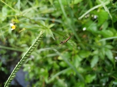Tetragnatha