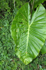 Alocasia brisbanensis