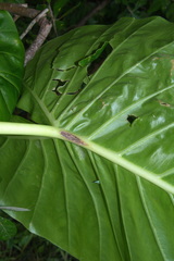 Alocasia brisbanensis