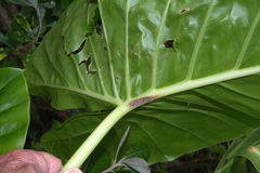 Alocasia brisbanensis