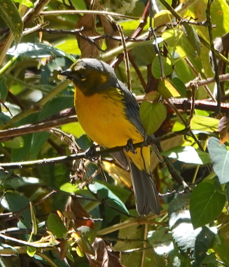 Lacrimose Mountain-tanager