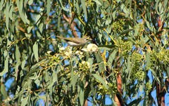 Caligavis chrysops chrysops