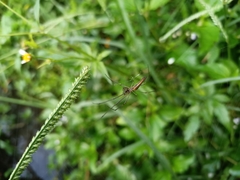 Tetragnatha