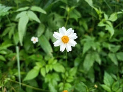 Bidens alba