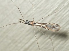 Empicoris scabraventris