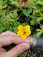 Viola magellanica