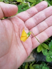 Viola magellanica