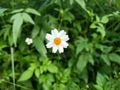 Bidens alba
