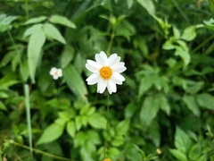 Bidens alba