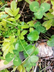 Viola magellanica