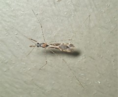 Empicoris scabraventris