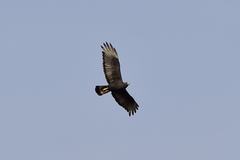 Buteo albonotatus