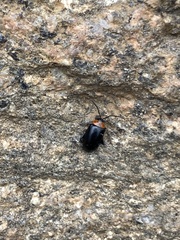 Disonycha triangularis