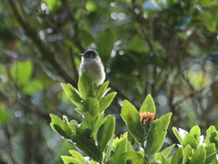 Empidonax atriceps