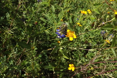 Dyssodia tagetiflora