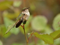 Selasphorus scintilla