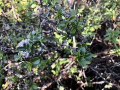Ceanothus gloriosus exaltatus