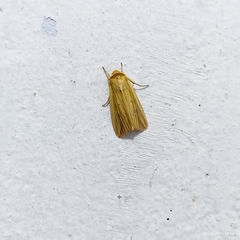 Noctuidae