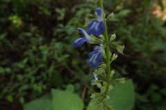 Salvia longispicata