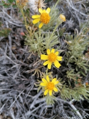 Senecio argyreus