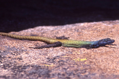 Platysaurus intermedius