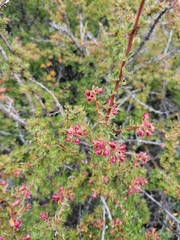Escallonia virgata