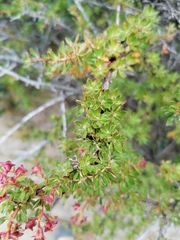 Escallonia virgata